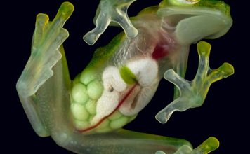 Glass frog