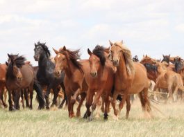 Horse domestication