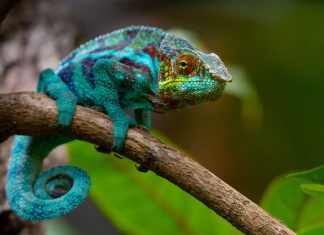 How do chameleons change color