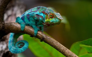 How do chameleons change color