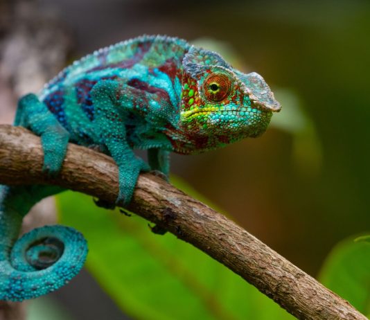 How do chameleons change color