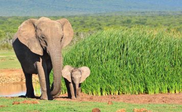 How long are elephants pregnant