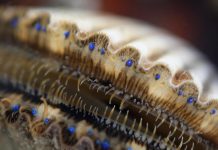 How many eyes do scallops have