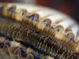 How many eyes do scallops have