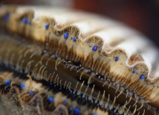 How many eyes do scallops have