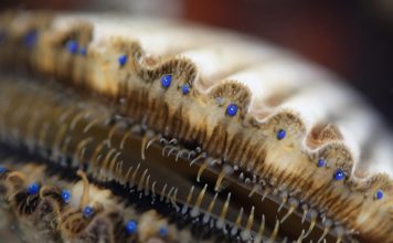 How many eyes do scallops have