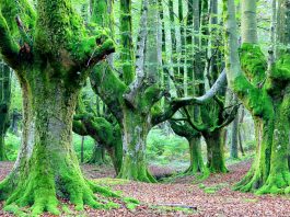 How many trees are in the world