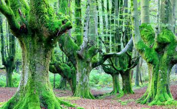 How many trees are in the world