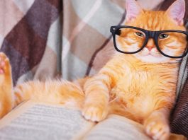 How smart are cats