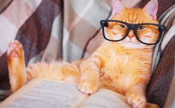 How smart are cats