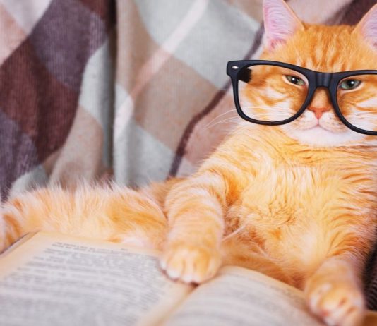 How smart are cats