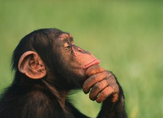 How smart is a chimpanzee