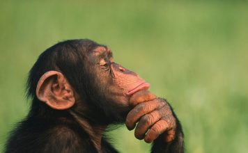 How smart is a chimpanzee