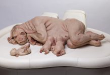 Human animal hybrids