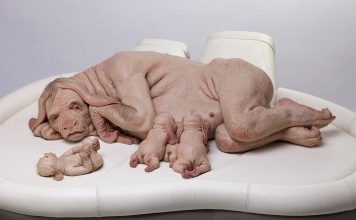 Human animal hybrids