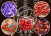 The Human Microbiome: How Our Gut Bacteria Affects Our Health