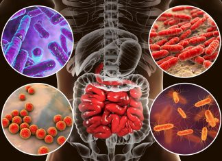 The Human Microbiome: How Our Gut Bacteria Affects Our Health