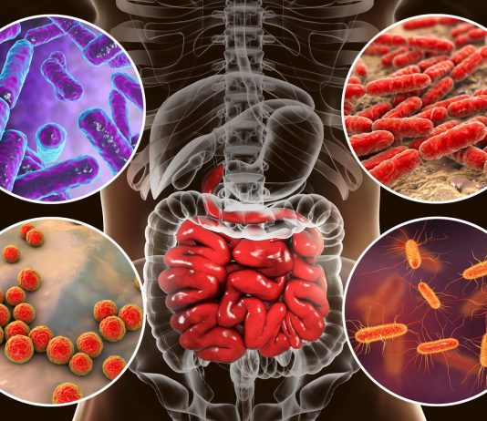 The Human Microbiome: How Our Gut Bacteria Affects Our Health