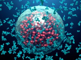 Immunological memory provides long-term protection against coronavirus
