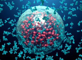 Immunological memory provides long-term protection against coronavirus