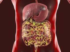 The Importance of Gut Health: How Digestive Health Affects Overall Health and Well-Being