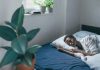 The Science of Sleep: Understanding the Importance of Rest for Our Bodies and Minds