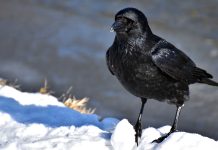 The Incredible Intelligence of Crows: How They Solve Complex Problems and Use Tools