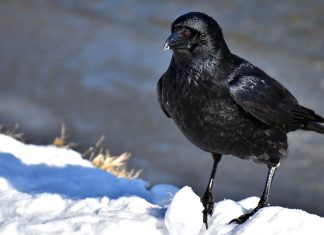 The Incredible Intelligence of Crows: How They Solve Complex Problems and Use Tools