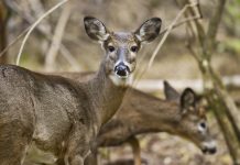Iowa deer covid