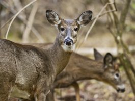 Iowa deer covid