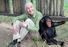 Jane Goodall: The Primatologist Who Transformed Our Understanding of Chimpanzees