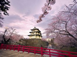 The Science and Beauty of Japan’s Cherry Blossoms: Understanding the Phenomenon and Best Places to See Them