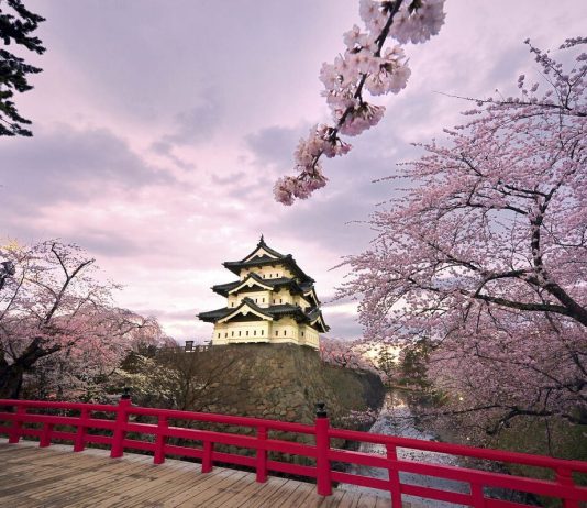 The Science and Beauty of Japan’s Cherry Blossoms: Understanding the Phenomenon and Best Places to See Them