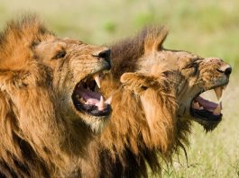 Lion eats human