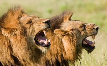 Lion eats human