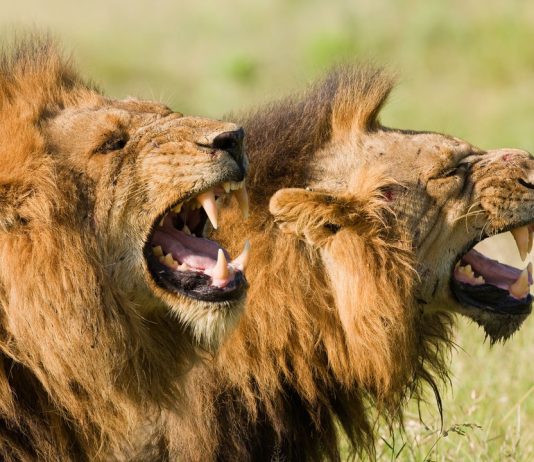 Lion eats human