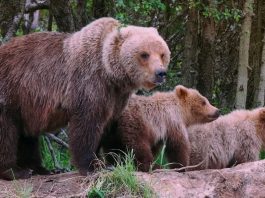 Mama bear cubs