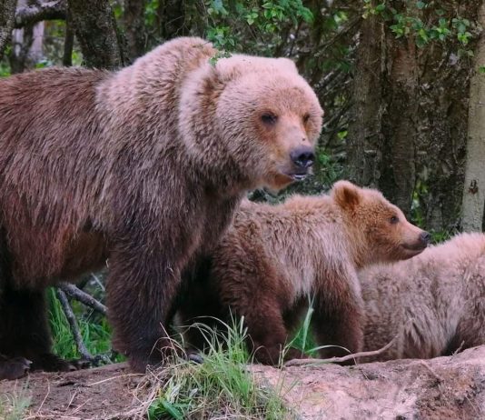 Mama bear cubs