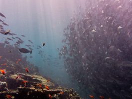 The Science of Oceans: Discovering the Diversity and Fragility of Marine Ecosystems