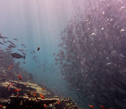 The Science of Oceans: Discovering the Diversity and Fragility of Marine Ecosystems
