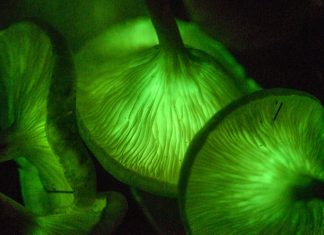 The Hidden World of Microbes: How Bacteria, Viruses, and Fungi Shape Our Lives