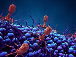 The Hidden World of Microorganisms: From Bacteria to Viruses to Protists
