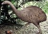 Moa