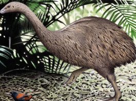 Moa