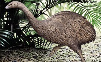 Moa