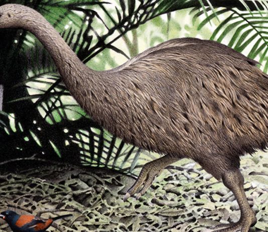 Moa