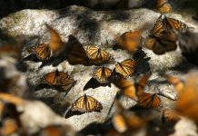 The Amazing Migration of Monarch Butterflies: How They Navigate Thousands of Miles Each Year