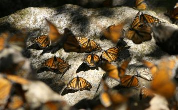 The Amazing Migration of Monarch Butterflies: How They Navigate Thousands of Miles Each Year