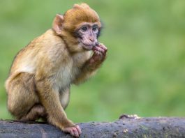 Monkey