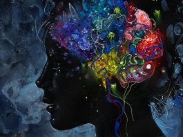 Mushroom drug effects on brain